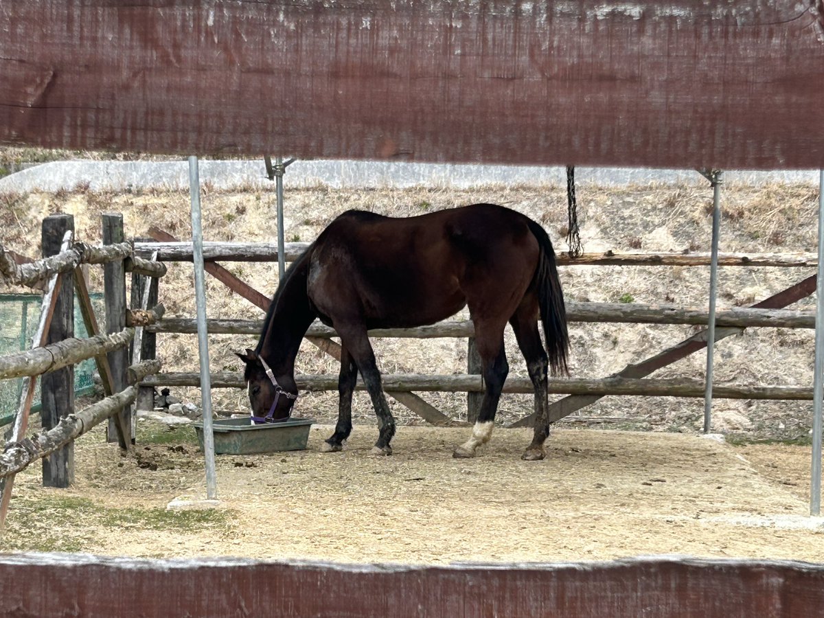 どうぶつの癒し成分を
補給してきました！☺︎