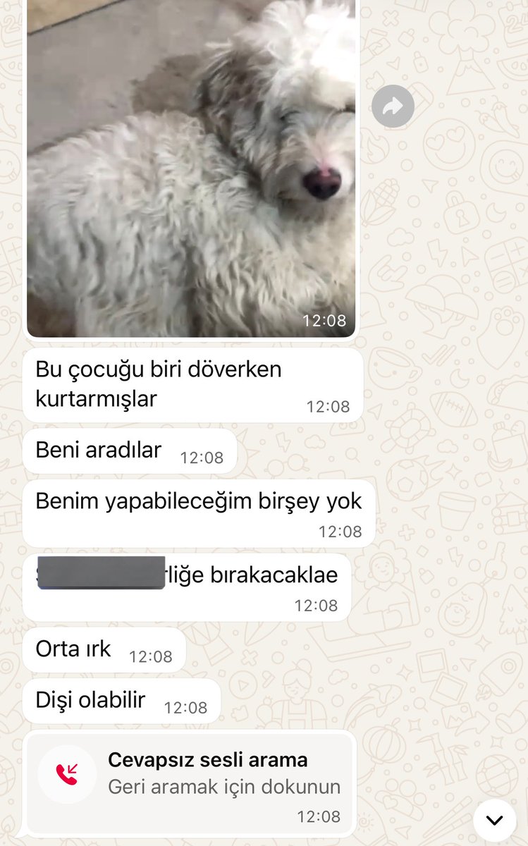 cattingwoman's tweet photo. ben çok yoruldum ya pazar sabahı veya gecenin bir yarısı gelen bu mesajlardan
kocaman bahçeleri olan insanlara bakın ya 
kirada oturduğum bit kadar eve dünya kadar hayvan doldurmuşum hala benden yârdım bekleniyor 
ilan açabilirim sadece 
buyrun https://t.co/NHrcmAwK92