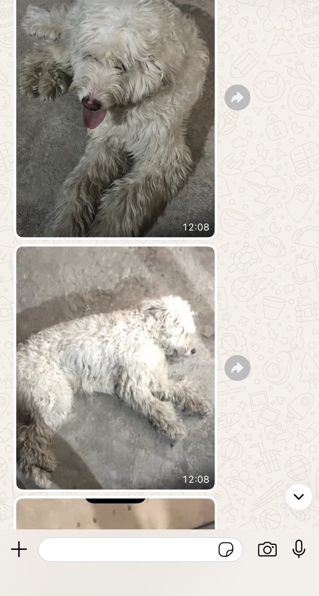 cattingwoman's tweet photo. ben çok yoruldum ya pazar sabahı veya gecenin bir yarısı gelen bu mesajlardan
kocaman bahçeleri olan insanlara bakın ya 
kirada oturduğum bit kadar eve dünya kadar hayvan doldurmuşum hala benden yârdım bekleniyor 
ilan açabilirim sadece 
buyrun https://t.co/NHrcmAwK92
