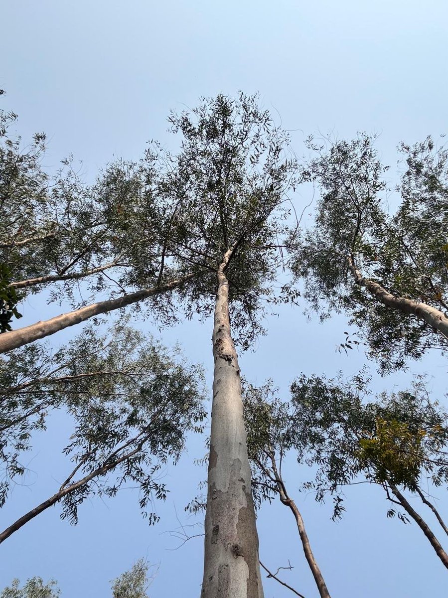 pargaien's tweet image. #Serenesunday 
Mighty eucalyptus —roots grounded, crowns touching heaven. 
Recharge your spirit like these giants standing tall against challenges, and grow greener together! 🌳☀️ #SundayMotivation #SaveTrees #NatureBeauty #sundayvibes