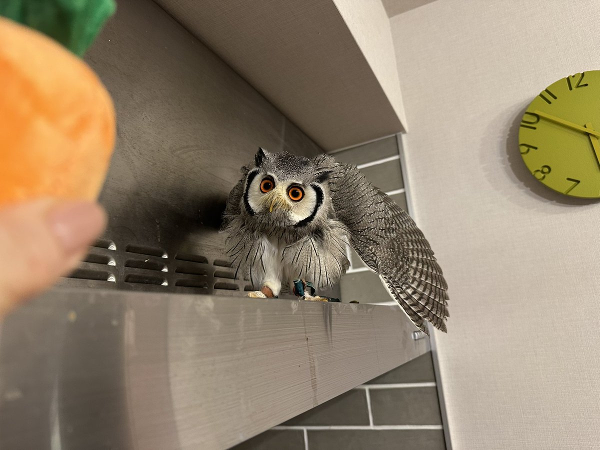 にんじん引っこ抜く日は来るのだろうか