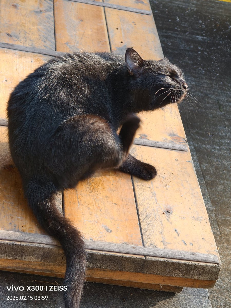 lilylight2015's tweet photo. 🐱 https://t.co/mR7wdWXYMN