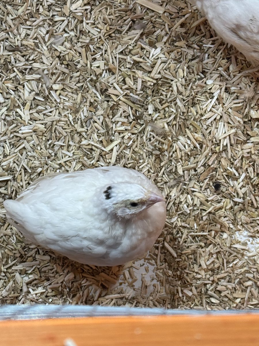 Kittenstyle1971's tweet photo. I watch what so many sides say, and all I gotta say is this administration is not going anywhere.  Me?  I am going to follow the law and help those I know with food if I have extra. I started raising quail when I saw that snap was gutted and will donate eggs to my local food pantry to try to help the poor in my area.  I’m no hero, I am just a good neighbor.

People keep waiting for heroes and saviors.  Look at history, there have always been powerfully people that make the decisions for most people.  Don’t wait to be saved, start making stronger communities and help each other out.  If we all chip in hard times don’t stay so tough.