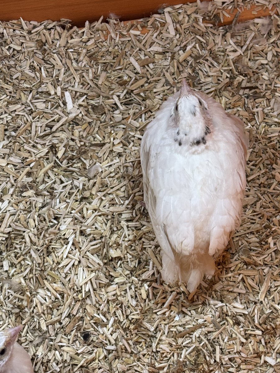 Kittenstyle1971's tweet photo. I watch what so many sides say, and all I gotta say is this administration is not going anywhere.  Me?  I am going to follow the law and help those I know with food if I have extra. I started raising quail when I saw that snap was gutted and will donate eggs to my local food pantry to try to help the poor in my area.  I’m no hero, I am just a good neighbor.

People keep waiting for heroes and saviors.  Look at history, there have always been powerfully people that make the decisions for most people.  Don’t wait to be saved, start making stronger communities and help each other out.  If we all chip in hard times don’t stay so tough.