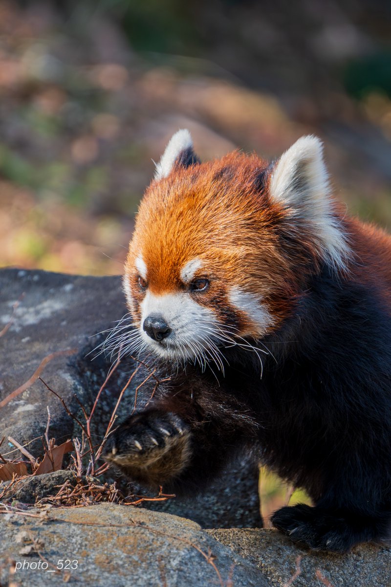 photo_523's tweet photo. #多摩動物公園 #レッサーパンダ #nikon #z5ll #tamron #400mm #animal https://t.co/VCm3JPMGKc