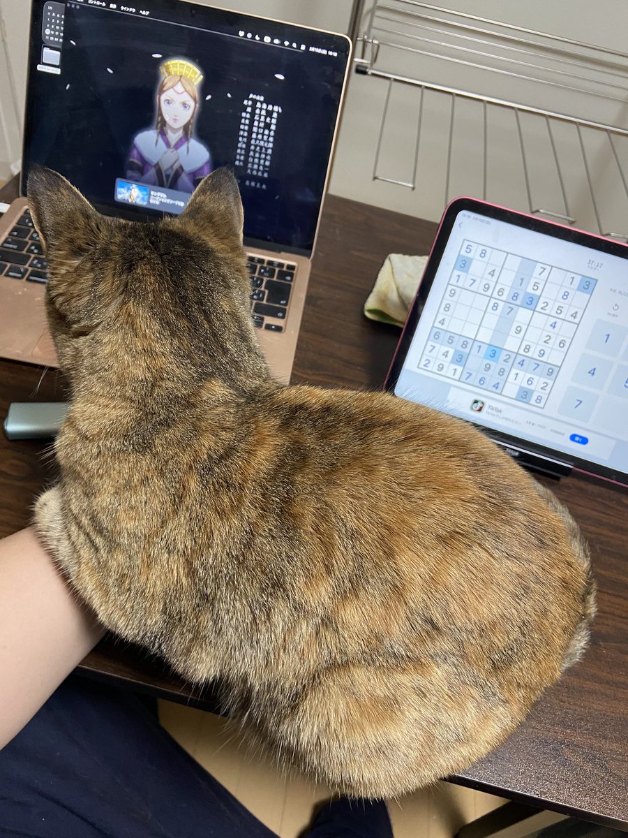 yoppapa（酔っパパ） tweet media