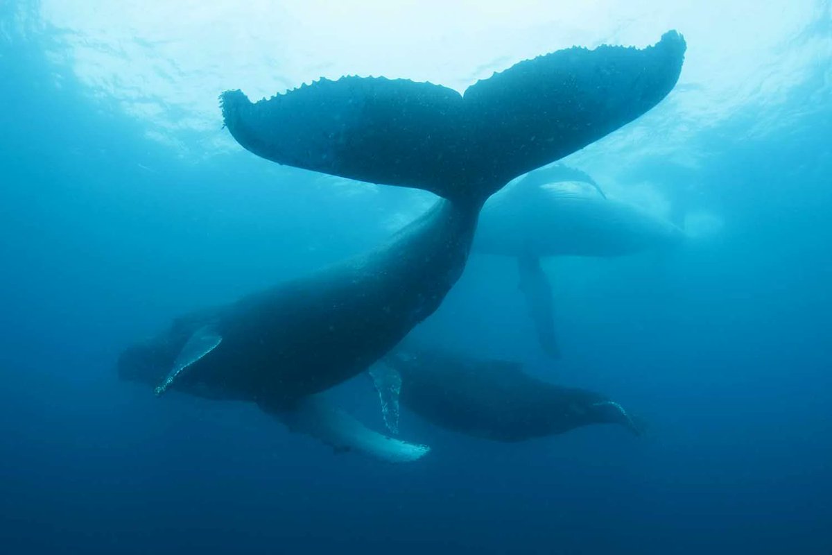 SANBI_ZA's tweet photo. Our #AnimalofTheWeek is the Baleen whale. These whales are known as the gentle giants of the oceans, and include the largest known creatures ever to have lived, the blue whales, up to 33m long. They lack teeth, having instead a series of baleen plates (or whalebones) that hang from the upper jaw on either side of the palate. The baleen is a horny, flexible material ending in a fringe of hairs used to strain plankton from water when it is expelled from the mouth. Baleen whales have overcome the problems of small size prey by filtering vast volumes of water.
#WorldWhaleDay🐳🐋