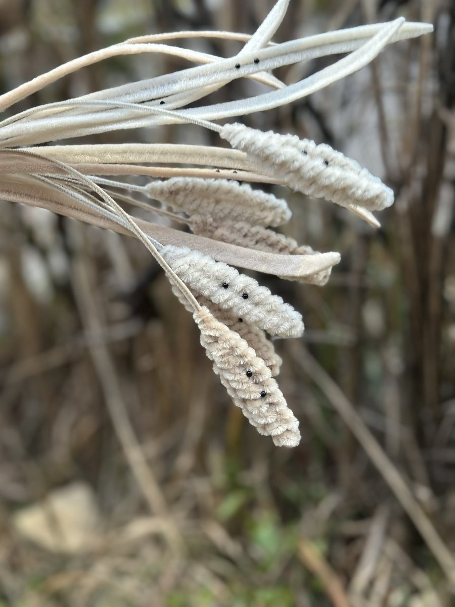 「ただの草のぬいぐるみ(ねこじゃらし・はっぱ)」

⸜ 𝓝𝓮𝔀 ⸝
冬色枯れ草ver.

草ボーボーな夏限定のものですが、猫の日にあわせて特別販売です🐱

🗓️2/21~23
📍PLAY! SETAGAYA
➡︎詳細はインスタ固定投稿にて