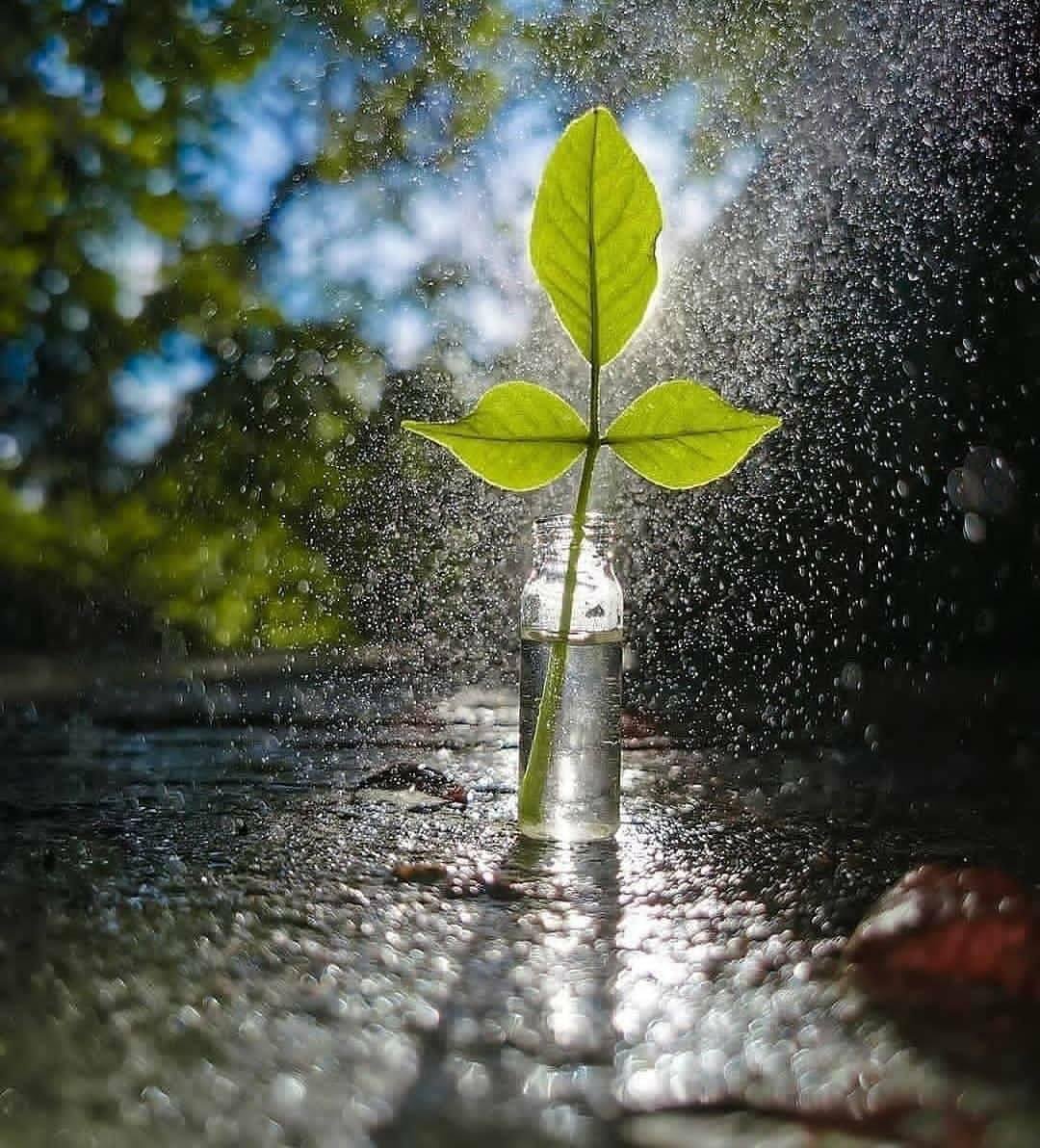 أزهر أينما كنت ..
أكمل حيثما وصلت..
اصمد مهما تعبت .. 💚