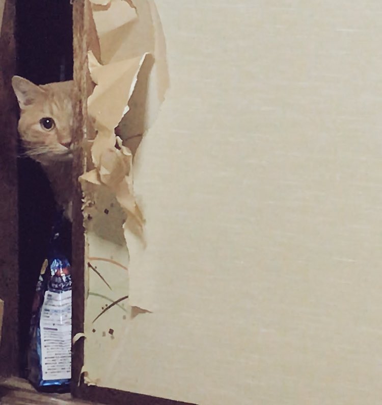 【再掲】持ってきた猫（写真は別日の現行犯猫）