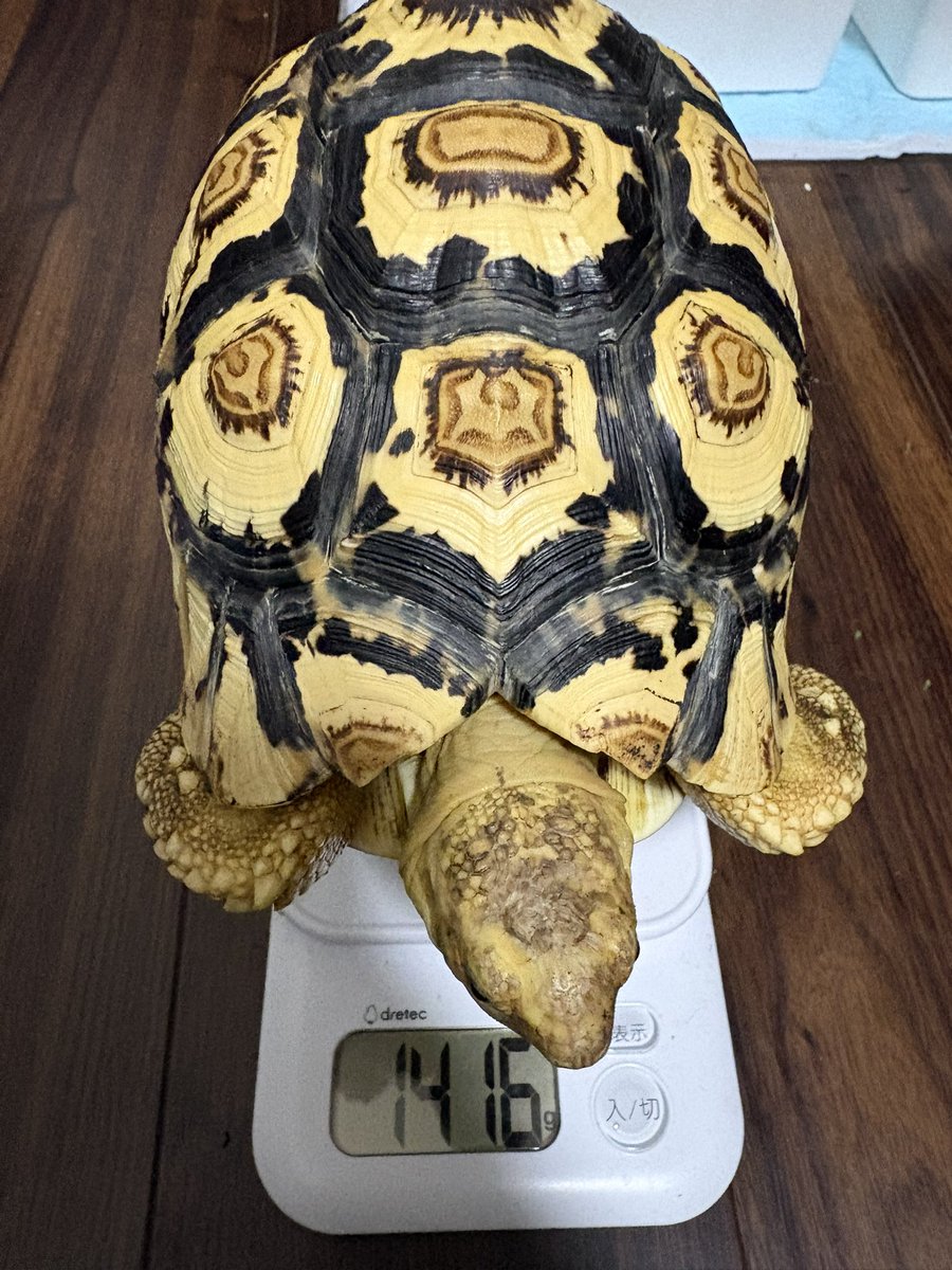 EKamelife's tweet photo. 📅定期身体計測📏
甲長20cm
体重 1416g
でした！
ついに20越え！
#シロノワール成長記録
#ヒョウモンガメ
#ソマリアヒョウモンリクガメ https://t.co/fhKh8YH8Bd