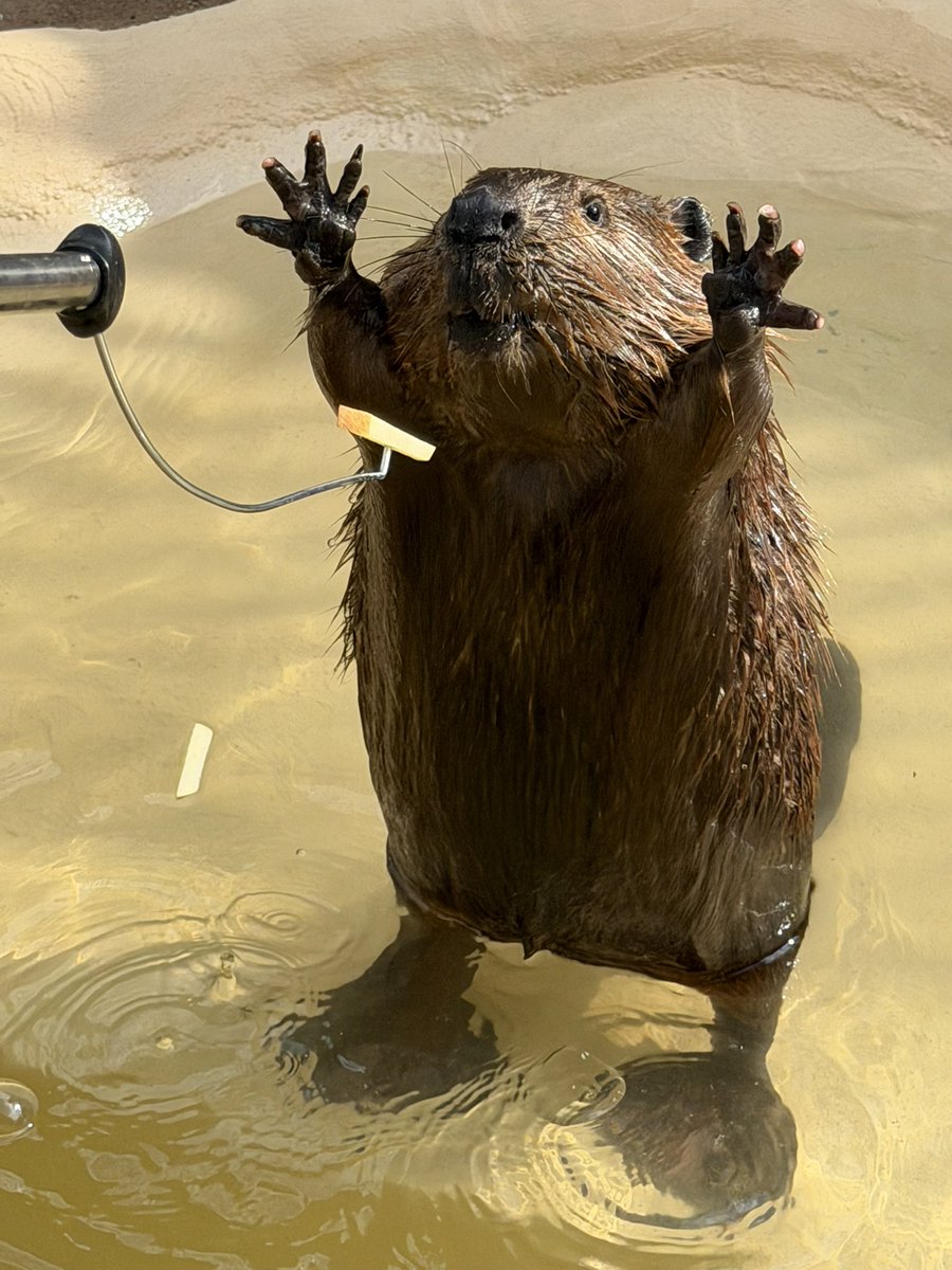 おやつだﾋｬｯﾎｰ‼︎🦫

（いそべ）

#霞ケ浦どうぶつとみんなのいえ
#アメリカビーバー