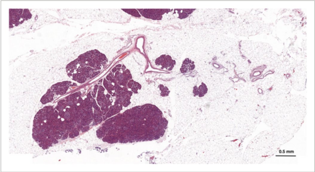 Giovanni Marchegiani tweet media