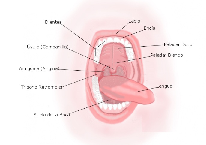 Maxilofacial La Paz tweet media
