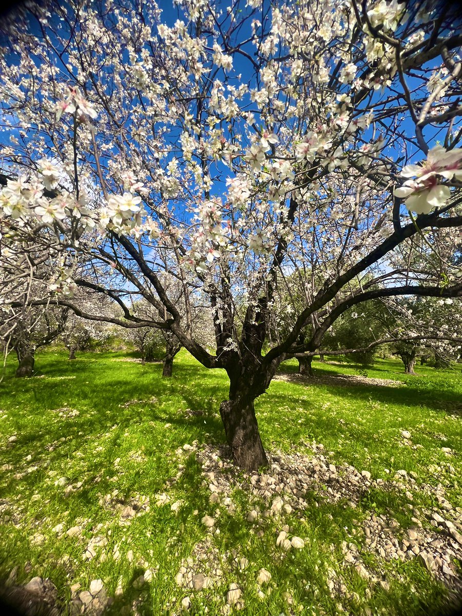 Bademler çiçek açmış..
Datça
15.02.2026
“Ne zaman Tanrıyı arasam doğaya bakarım” Jung