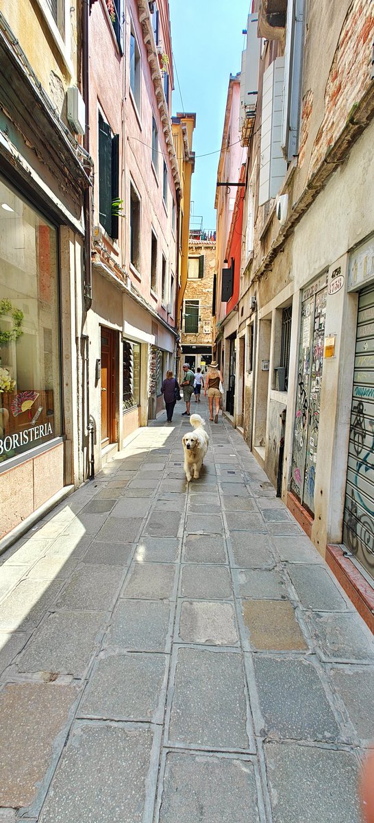 Backpacking Daku tweet media