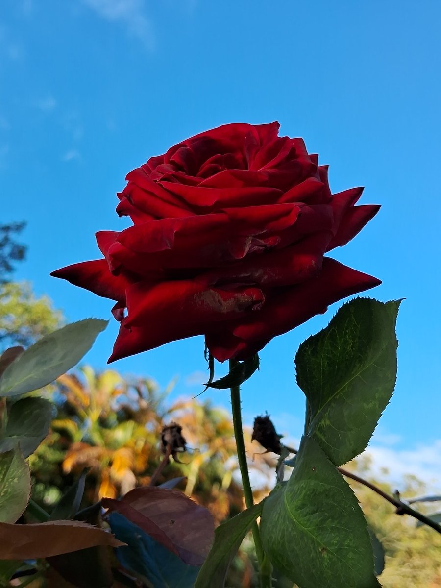 BOM DOMINGO... 🙏🙏