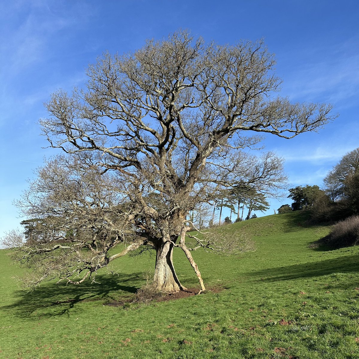 RAGriggsauthor's tweet image. Normal service resumed  in Devon this  morning — grey and drizzly.

Here’s a reminder of yesterday’s blue sky.

#devon #rainydays #bluesky
