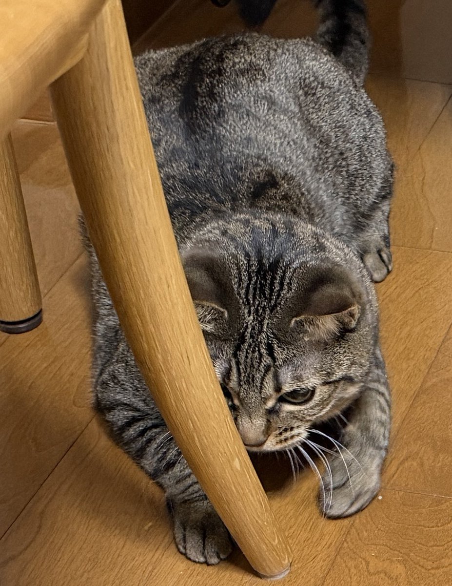 旅猫 (@tabinekocat) / Posts / X