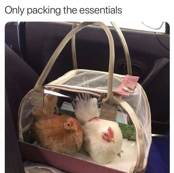 WholesomeMemes (@wholesomememe) on Twitter photo 