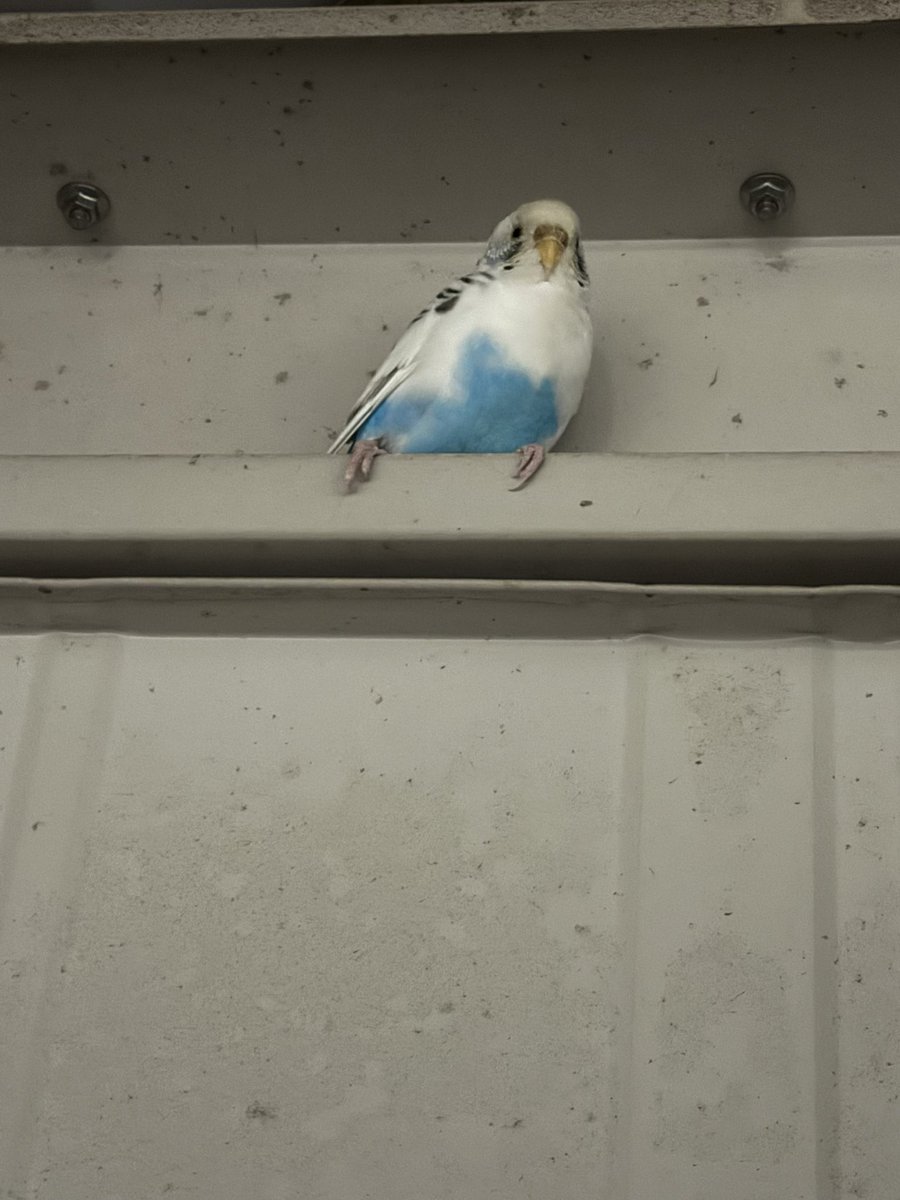 S01kiDkxnH2's tweet photo. 山梨県南アルプス市　コストコfumotto付近の住宅の車庫に水色のセキセイインコが迷い込んでいます。
現在保護中です。
心当たりのある方は、DMで情報提供お願い致します！
#セキセイインコ　#迷子の鳥 #迷子鳥拡散  #迷子　#ペット　#山梨県　#南アルプス #拡散希望RTお願いします https://t.co/8wdu256aIH
