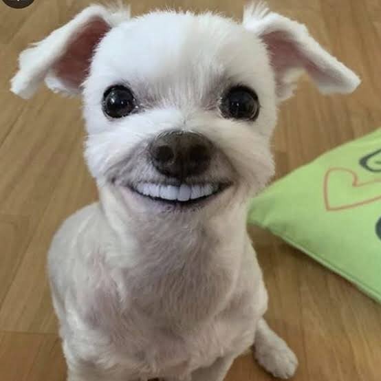 한 컷도 안빼먹고 건치 미소 보여주는 견 이거 실홥니까 아 웃기게 진짜 ㅜ ;; ;;