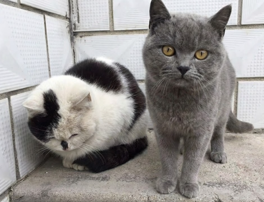 出去一年回来咋回事

家被偷了？

家里的蓝猫生了个这是啥

这是和哪个小野猫交配 的

丑死我了  我的蓝猫啊  你遭遇了什么啊

瘦了好多哦  这就给你买猫粮  吃胖胖的