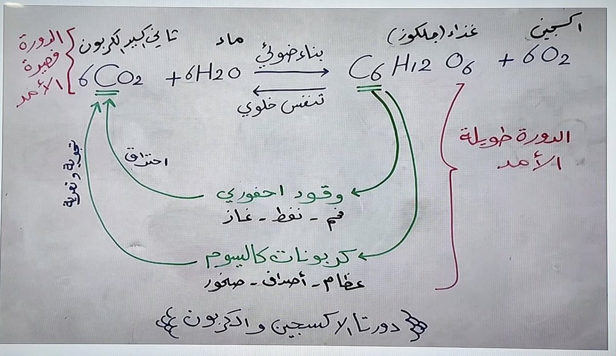 دورة الكربون