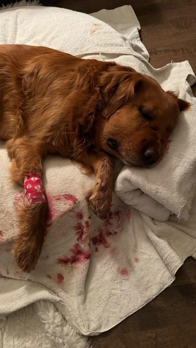 this is Hank. He saved his human from a rattlesnake. He was bit 3x on the nose. He’s my warrior, angel and protector. Leave a 🤍 to show him some love 🥹