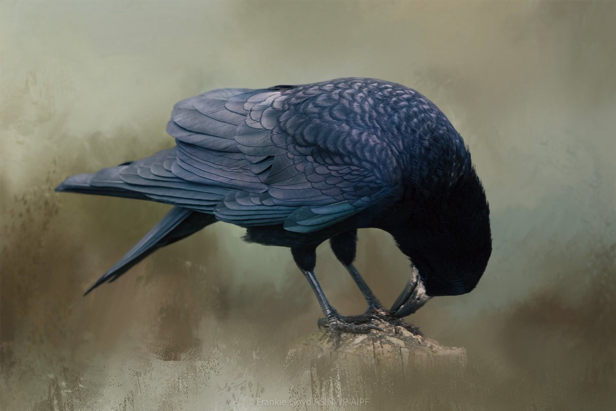 Frankie Lloyd 👀 tweet media