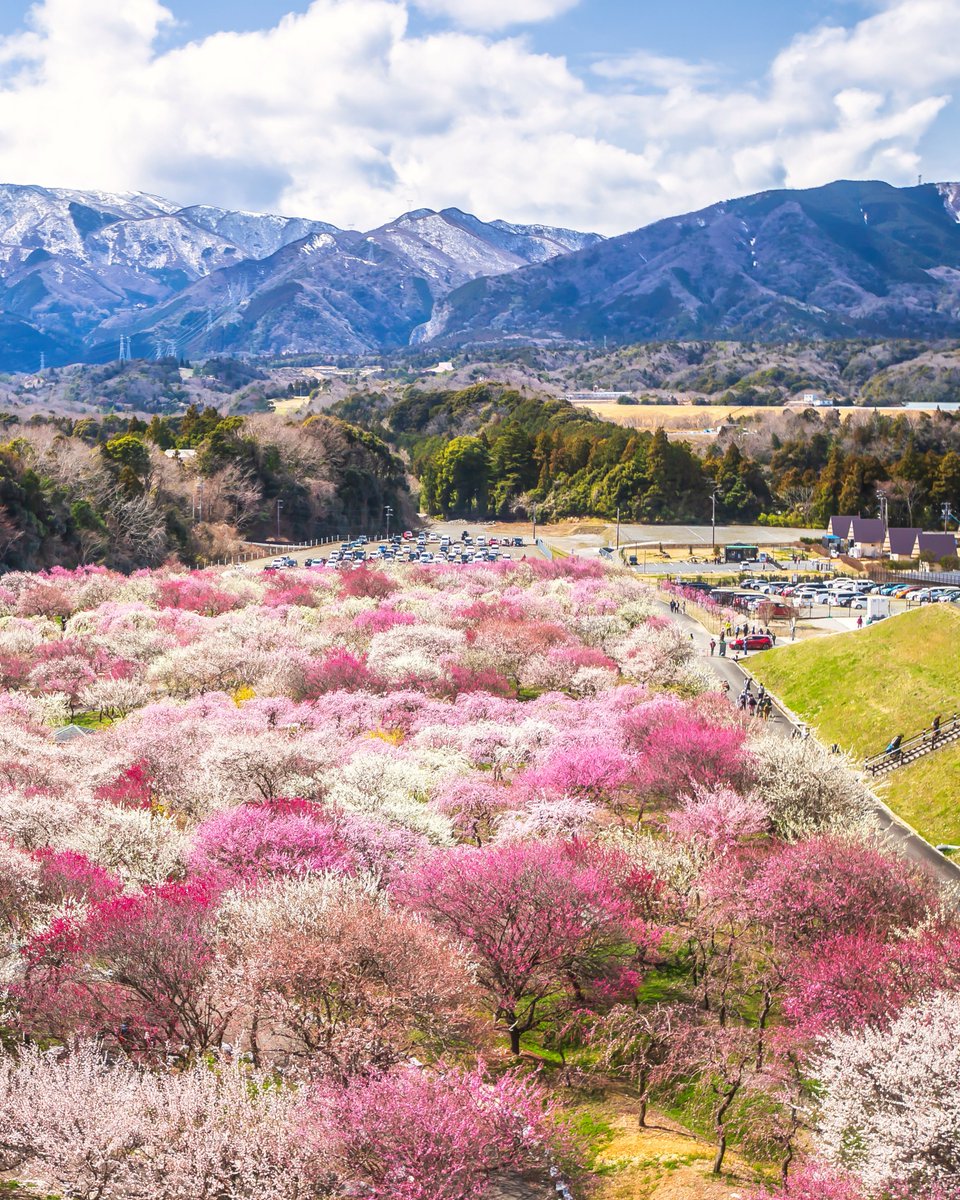 A Different Side of Japan tweet media