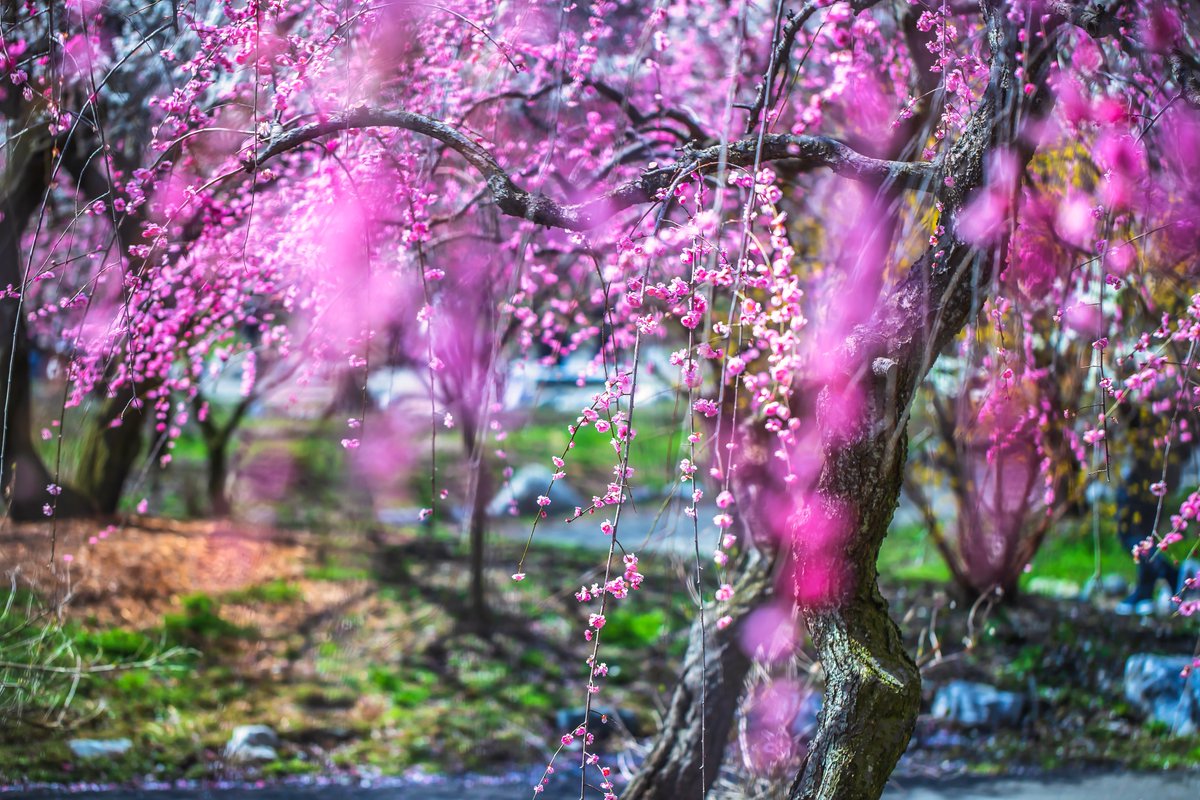 A Different Side of Japan tweet media