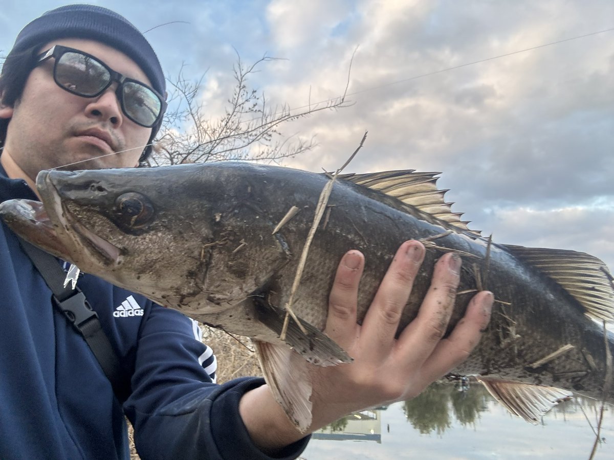 池でシーバス釣れた