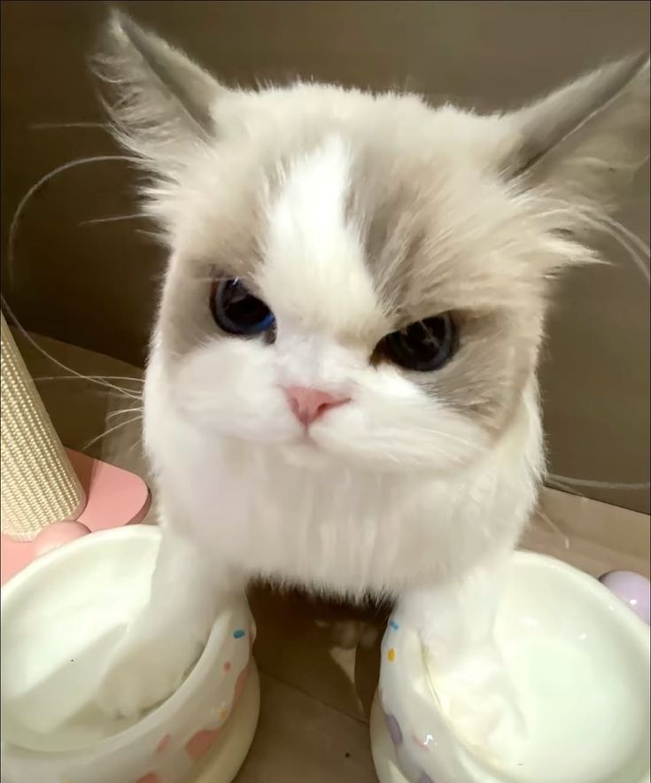mimi ୨ৎ tweet media