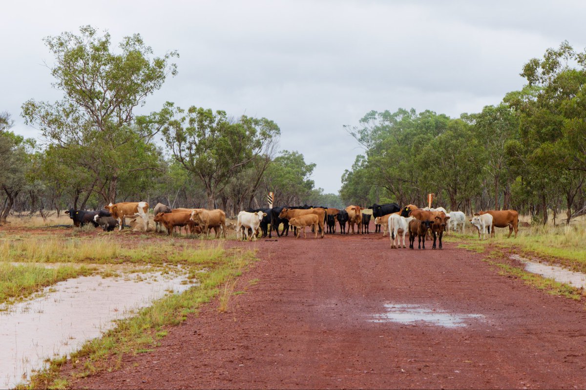 Peak hour on Bollon Road this afternoon.