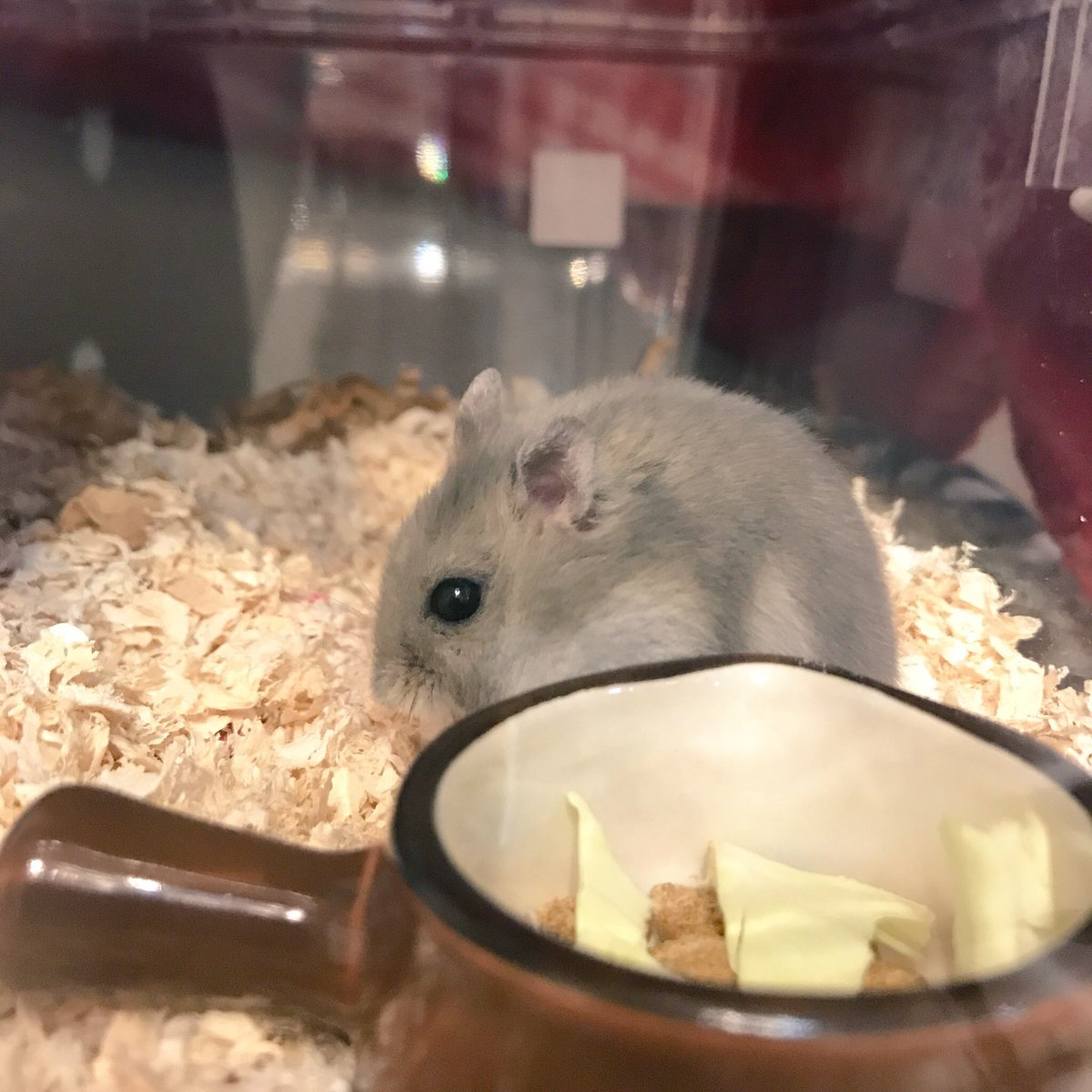 すまるくん
可愛く写真撮られるの上手な子