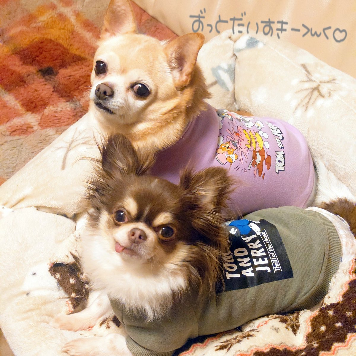 犬達🐕のメンテナンス終了しました🫡✨️寝不足続きで昨日は仕事から帰った後で爆睡😴…寝て終わってしまいました😂
さて､今夜は待ちに待ったリブート🤩‼️それまでに残ってる作業終わらせなければっ=͟͟͞͞( •̀д•́)