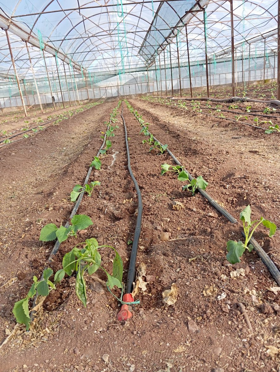 Kavun fideleri toprak ile buluştu..
Rabbim hayırlı ve bereketli eylesin inşallah.
#sera #çiftçi #kavun #kumluca