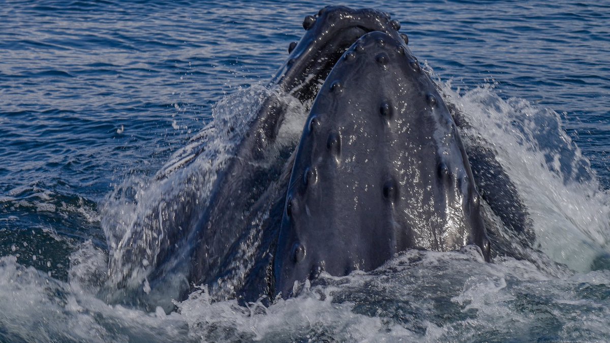 Kev_L_Smith's tweet photo. International Whale day 🐳. Here’s are a few shots of Whales in Donegal bay from ‘Aillte’ our 2 part documentary on some of Ireland’s sea cliffs . Now playing on @TG4TV player 
#aillte #internationalwhaleday https://t.co/1BGCjfTVr0
