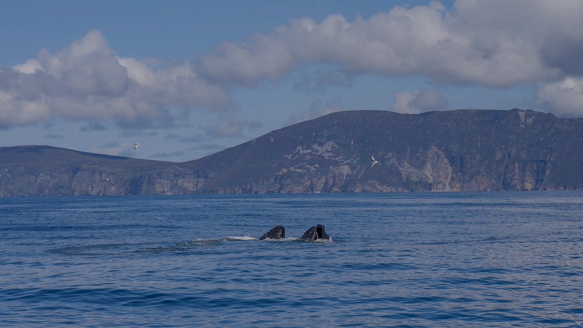 Kev_L_Smith's tweet photo. International Whale day 🐳. Here’s are a few shots of Whales in Donegal bay from ‘Aillte’ our 2 part documentary on some of Ireland’s sea cliffs . Now playing on @TG4TV player 
#aillte #internationalwhaleday https://t.co/1BGCjfTVr0