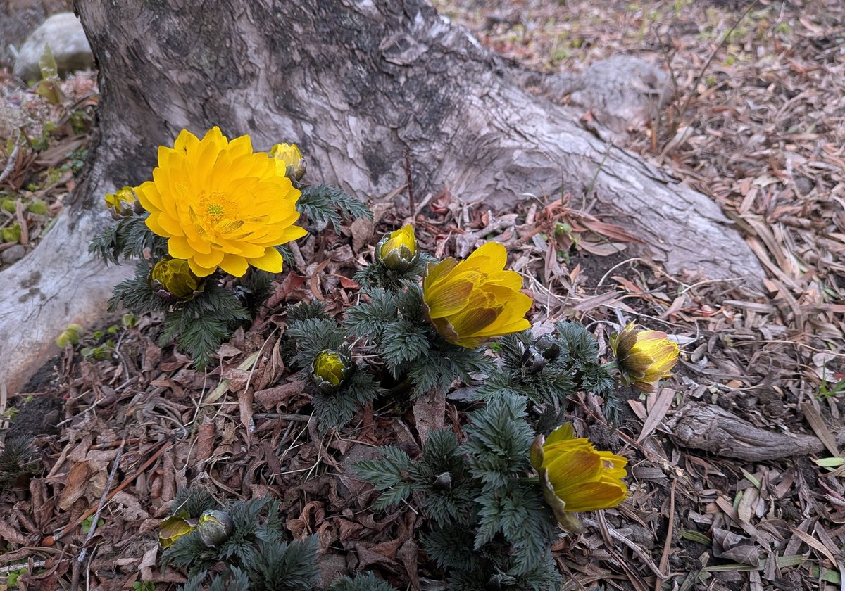 さっちゃん☆Kani tweet media