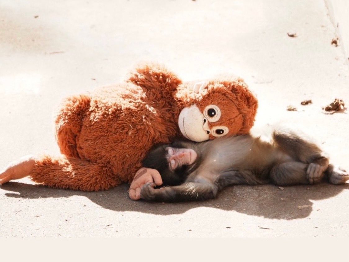 satoshi1014max's tweet photo. 有名になればなるほど市川動物園に寄付がされるから全力応援🐒
#Solana #PunchToken #がんばれパンチくん https://t.co/7EJmef9OKq