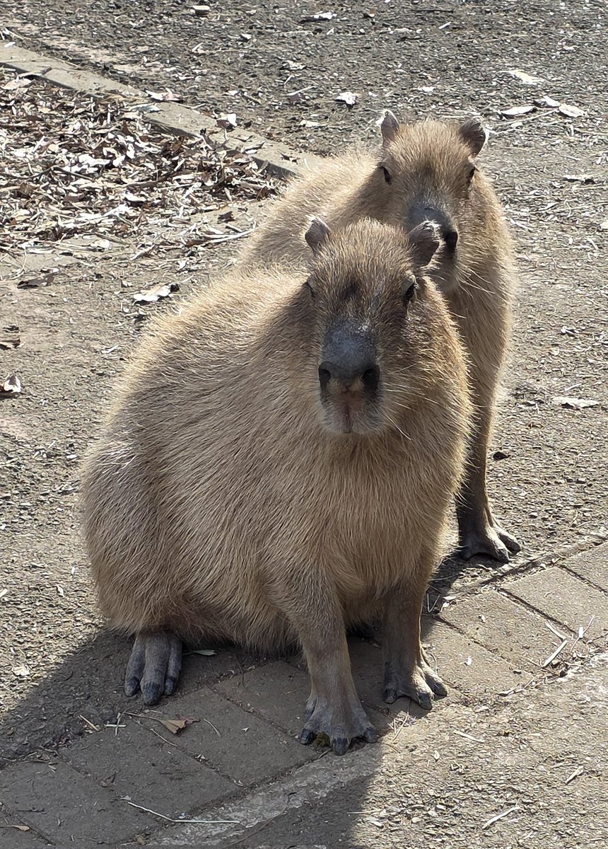 かぴばら3 (@kapibara334) / Posts / X