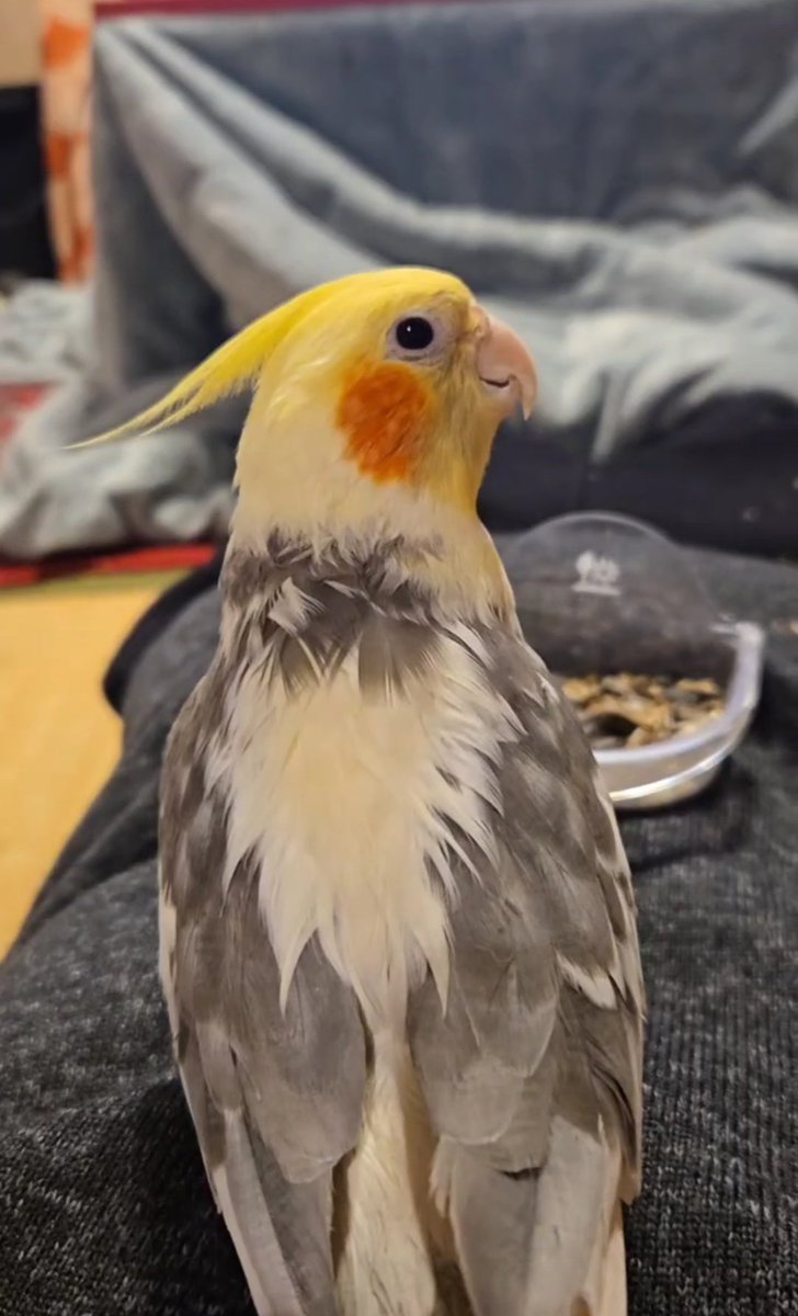 saboten_dou's tweet image. 本日はこすけが熱を出してしまい……BAR営業、お休みさせていただきます。

写真は元気なタマデ🦜