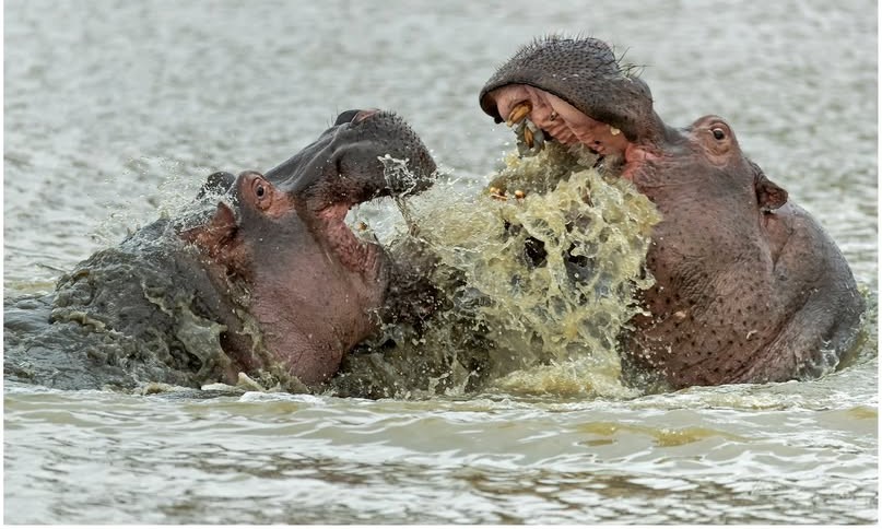 Today, we mark World Hippopotamus Day, raising our voice for one of Kenya’s semi-aquatic species and ecological engineers. From rivers to lakes, hippos help shape freshwater ecosystems and support biodiversity.

Did you know? Hippos spend up to 16 hours a day in water to keep