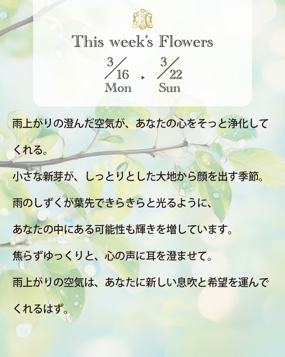 FlowermessageO's tweet photo. Lovely Morning🌿
今週（3/16 - 3/22）のフラワーメッセージをお届けします。

雨上がりの澄んだ空気が、
あなたの心をそっと浄化してくれる季節。

小さな新芽が大地から顔を出すように、
あなたの中にある可能性も
静かに輝きを増しています🌱

雨のしずくが葉先できらきらと光るように、
焦らずゆっくりと、心の声に耳を澄ませて。

雨上がりの空気は、
あなたに新しい息吹と希望を運んでくれるはず✨

直感でピンときたカードを1枚選んでください。

#WeeklyMessage #オラクルカード