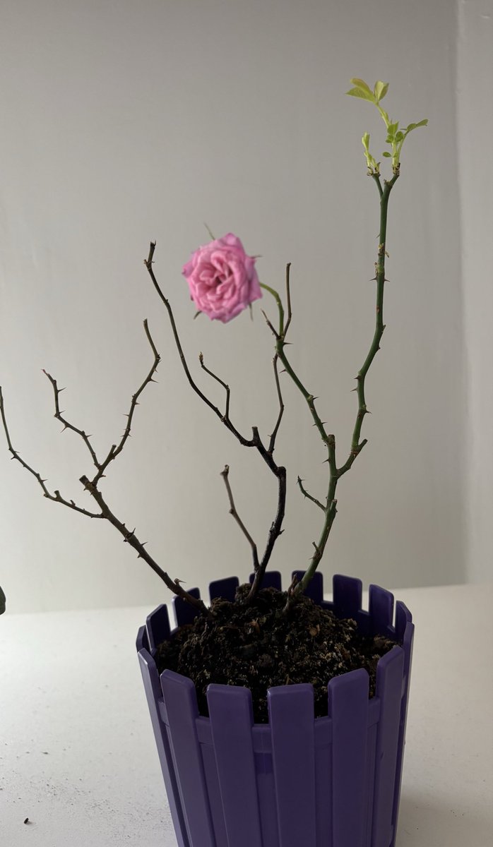 Ne kadar kurumuş, ne kadar bitmiş görünürse görünsün… Kökü sağlamsa umut hep vardır.  #pazar