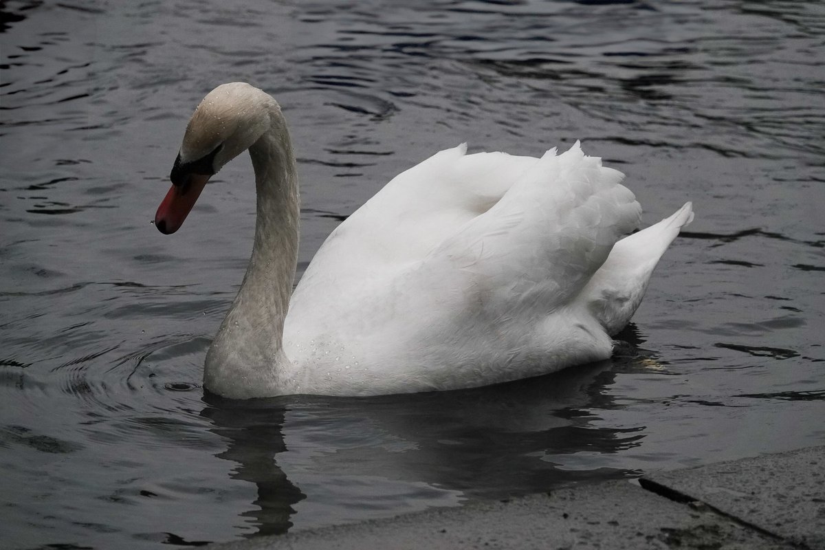 Good Morning. It's #Swanday Yesterdays Sunshine was certainly short lived. Enjoy whatever comes your way today 😊