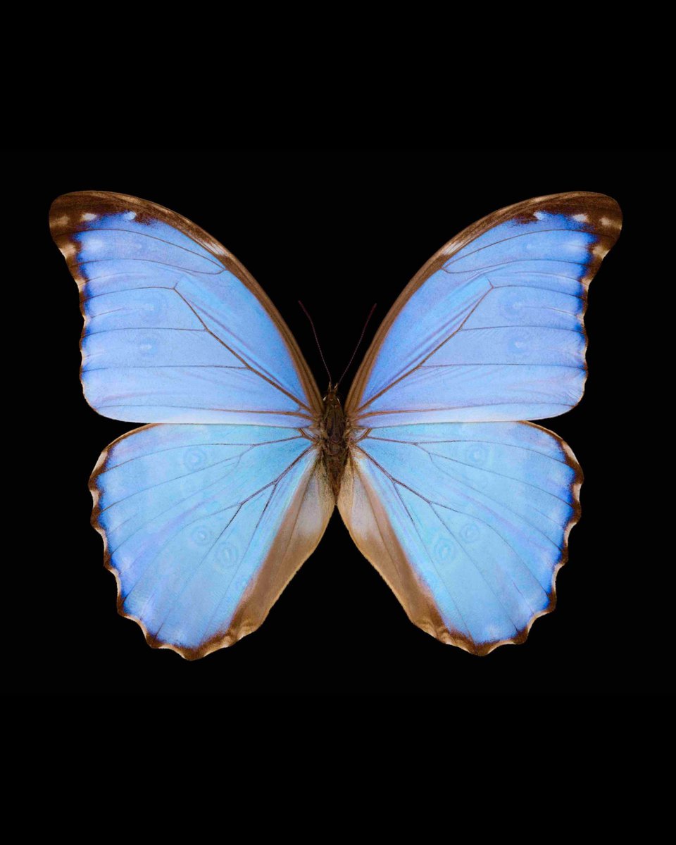 C.J. “Fiery” Obasi tweet media