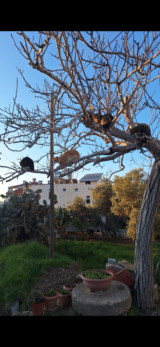 Siz hiç.
Kedi Ağacı gördünüzmü😅🤣